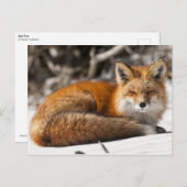 Red Fox in de sneeuw Briefkaart (Voorkant / Achterkant)