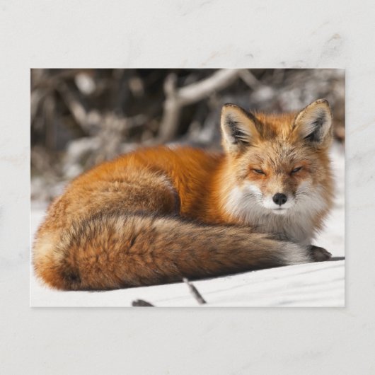 Red Fox in de sneeuw Briefkaart (Voorkant)