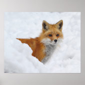 Red Fox in de sneeuw Poster (Voorkant)