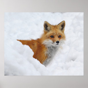 Red Fox in de sneeuw Poster