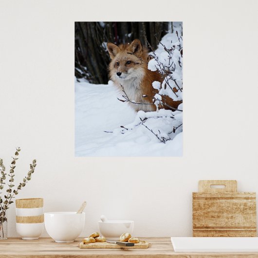 Red Fox in de sneeuw Poster (Keuken)