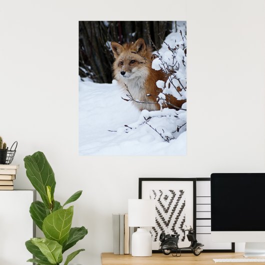 Red Fox in de sneeuw Poster (Thuiskantoor)
