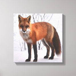 Red Fox in de winter Canvas Afdruk