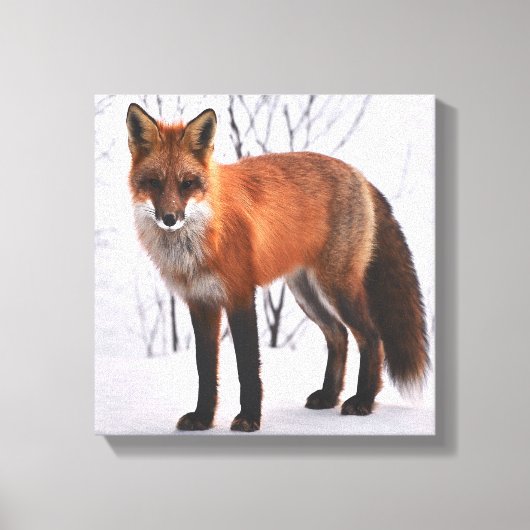 Red Fox in de winter Canvas Afdruk (Voorkant)