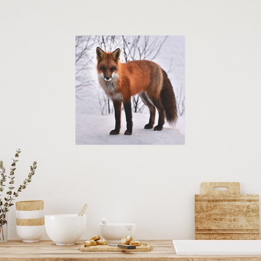 Red Fox in de winter Poster (Keuken)