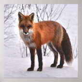 Red Fox in de winter Poster (Voorkant)