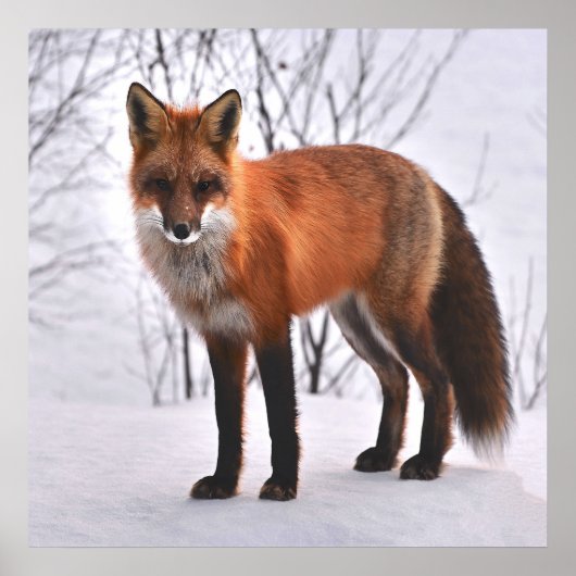 Red Fox in de winter Poster (Voorkant)