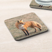 Red Fox in een veld Bier Onderzetter (Linkerzijde)