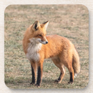 Red Fox in een veld Bier Onderzetter