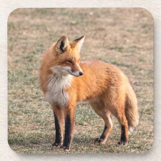 Red Fox in een veld Bier Onderzetter (Voorkant)