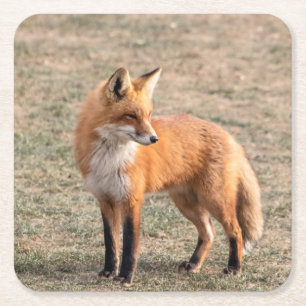 Red Fox in een veld Kartonnen Onderzetters