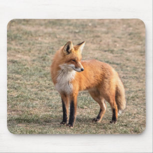 Red Fox in een veld Muismat