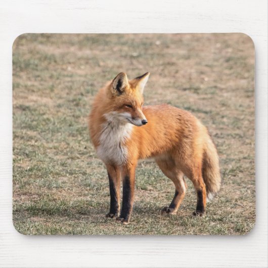 Red Fox in een veld Muismat (Voorkant)