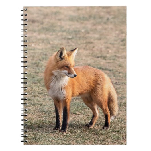 Red Fox in een veld Notitieboek (Voorkant)