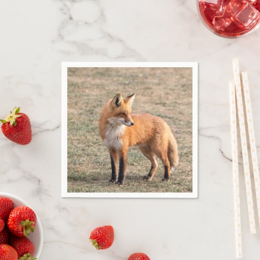 Red Fox in een veld Servet (Insitu)