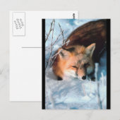 Red Fox in sneeuw Briefkaart (Voorkant / Achterkant)