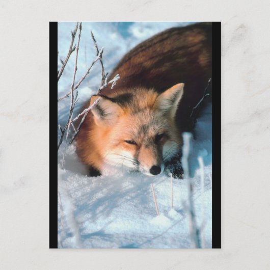 Red Fox in sneeuw Briefkaart (Voorkant)