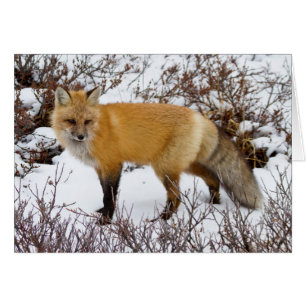 Red Fox in snow in winter