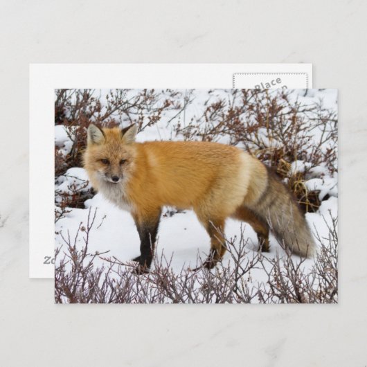 Red Fox in snow in winter Briefkaart (Voorkant / Achterkant)