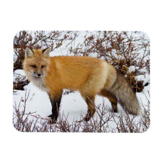 Red Fox in snow in winter Magneet (Horizontaal)