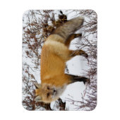 Red Fox in snow in winter Magneet (Verticaal)