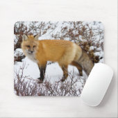 Red Fox in snow in winter Muismat (Met muis)