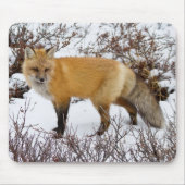 Red Fox in snow in winter Muismat (Voorkant)