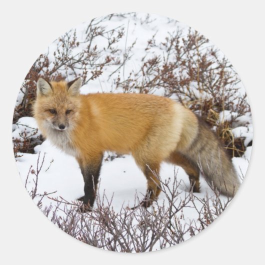 Red Fox in snow in winter Ronde Sticker (Voorkant)