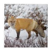 Red Fox in snow in winter Tegeltje (Voorkant)