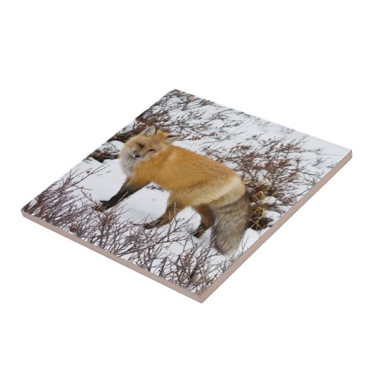 Red Fox in snow in winter Tegeltje (Zijkant)