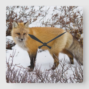 Red Fox in snow in winter Vierkante Klok
