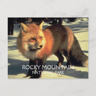 Red Fox in Snow Rocky Mountain National Park, CO Briefkaart