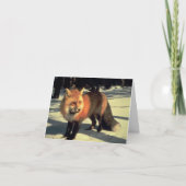 Red Fox in Snow, Rocky Mountain National Park, CO Feestdagen Kaart (Voorkant)