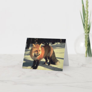 Red Fox in Snow, Rocky Mountain National Park, CO Feestdagen Kaart