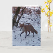Red Fox in Snow Wenskaart Eigen Tekst toevoegen Kaart (Gele Bloem)