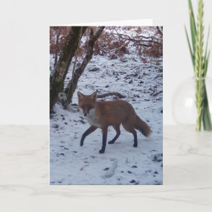 Red Fox in Snow Wenskaart Eigen Tekst toevoegen Kaart