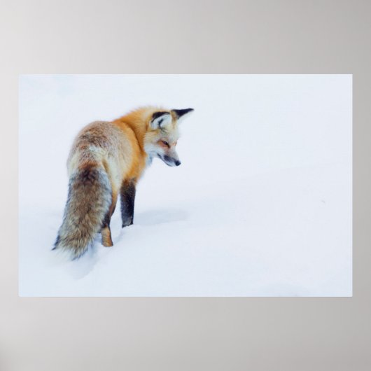 Red Fox in Winter Poster (Voorkant)
