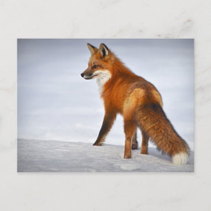 Red Fox in Winter Snow Briefkaart