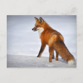 Red Fox in Winter Snow Briefkaart (Voorkant)