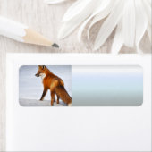 Red Fox in Winter Snow Etiket (Insitu)
