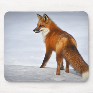 Red Fox in Winter Snow Muismat