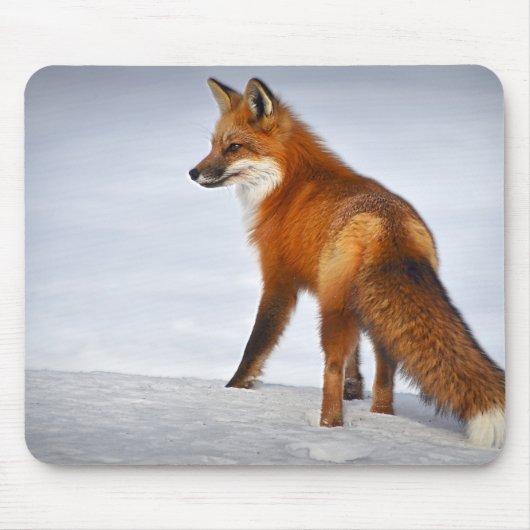 Red Fox in Winter Snow Muismat (Voorkant)