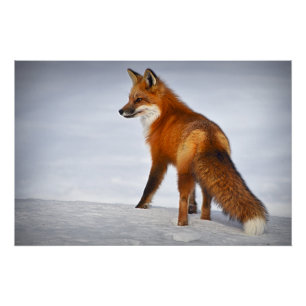 Red Fox in Winter Snow Perfect Poster