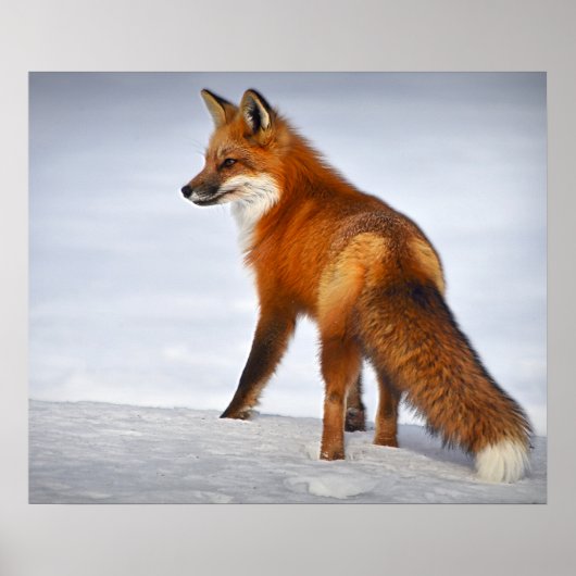 Red Fox in Winter Snow Poster (Voorkant)