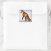 Red Fox in Winter Snow Vierkante Sticker (Tas)