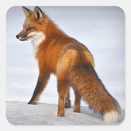 Red Fox in Winter Snow Vierkante Sticker (Voorkant)