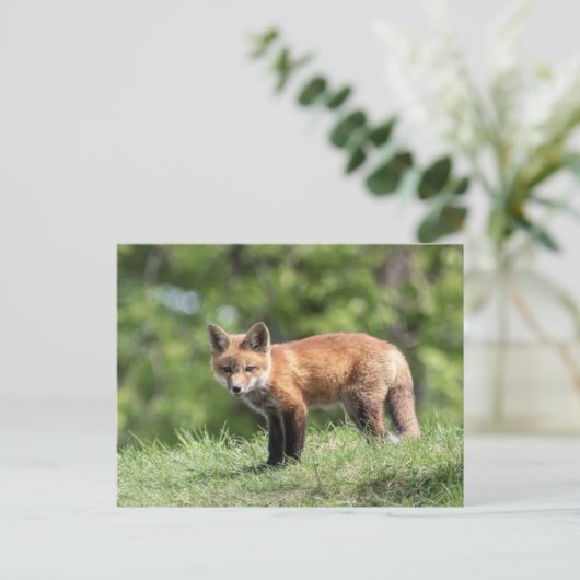 Red Fox Kit Briefkaart (Staand voorkant)