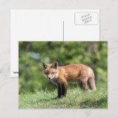 Red Fox Kit Briefkaart (Voorkant / Achterkant)