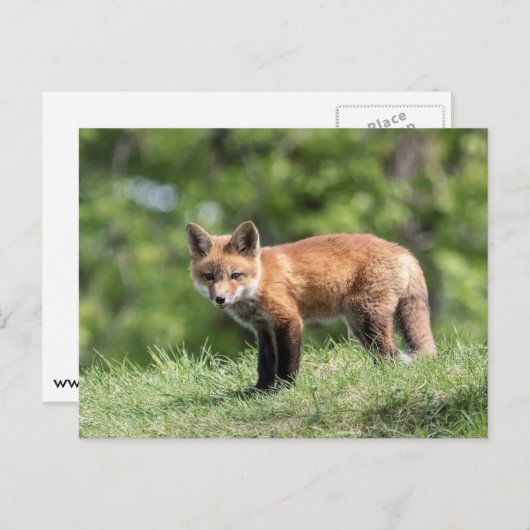 Red Fox Kit Briefkaart (Voorkant / Achterkant)