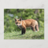 Red Fox Kit Briefkaart (Voorkant)